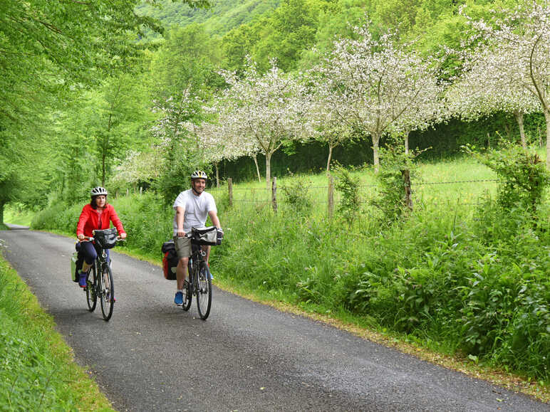 Suisse Normande à vélo au milieu de pommiers en fleurs