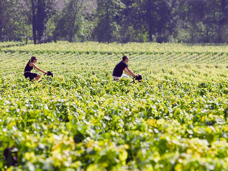 Dans les vignes à vélo vers Beaune